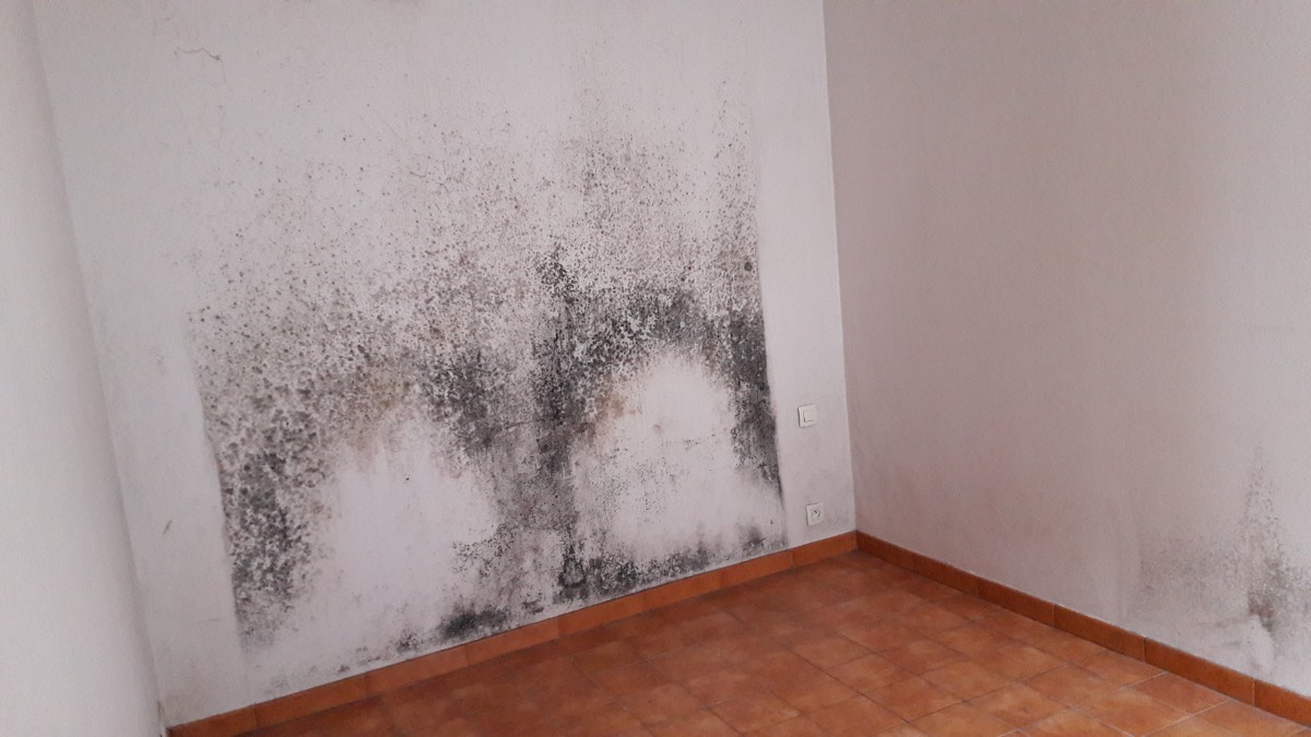 Moisissures - Expertise humidité à Brive-la-Gaillarde